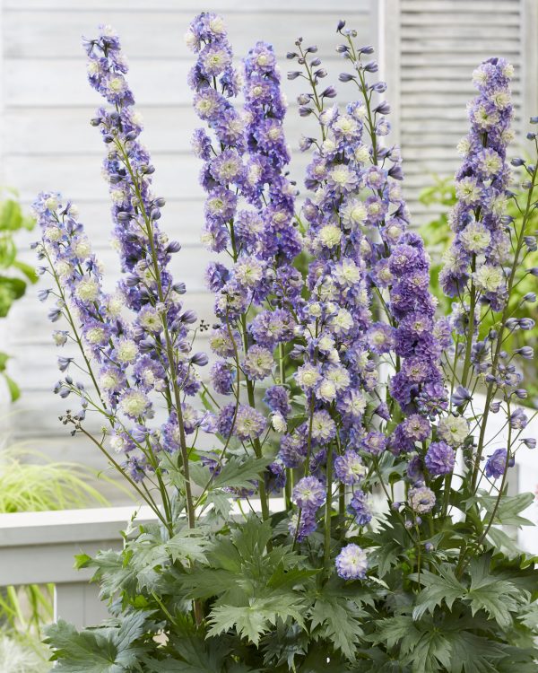 Delphinium 'Bolero'