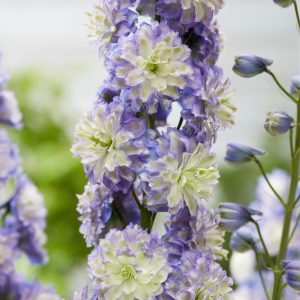 Delphinium 'Bolero'