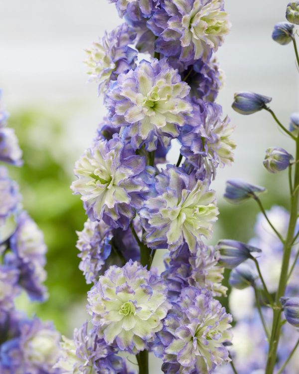 Delphinium 'Bolero'