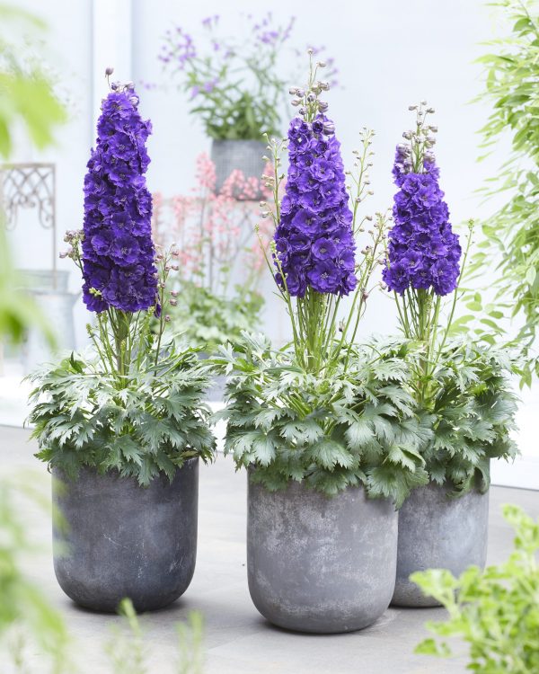 Delphinium Black Velvet Delphinium 'Paramo Black Velvet'