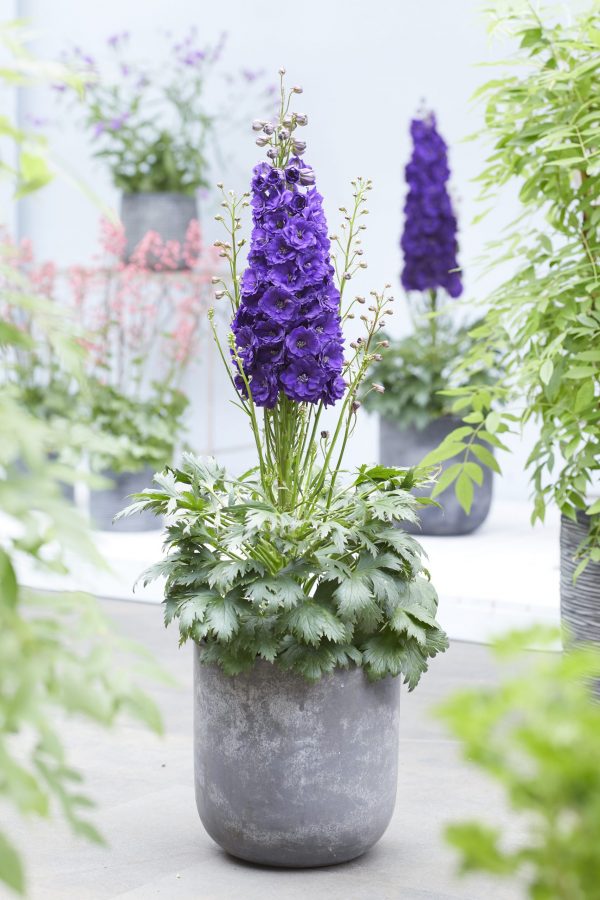 Delphinium Black Velvet Delphinium 'Paramo Black Velvet'