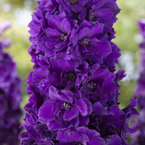 Delphinium 'Paramo Black Velvet'