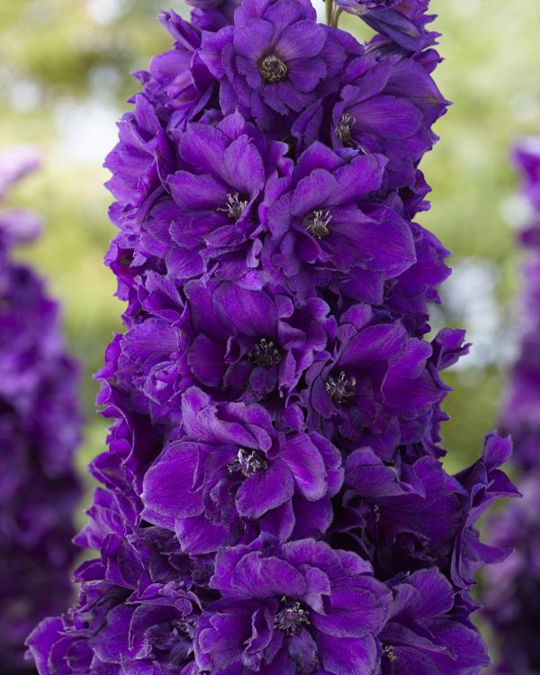 Delphinium Black Velvet Delphinium 'Paramo Black Velvet'