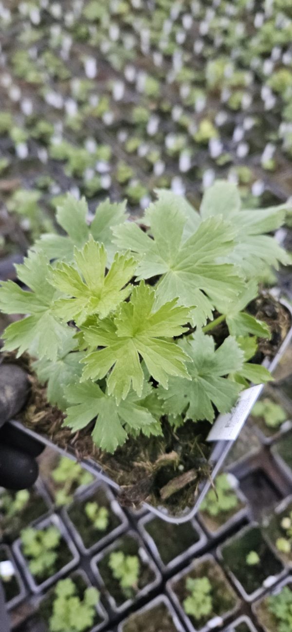 Delphinium 'Paramo Black Velvet' Delphinium 'Paramo Black Velvet'