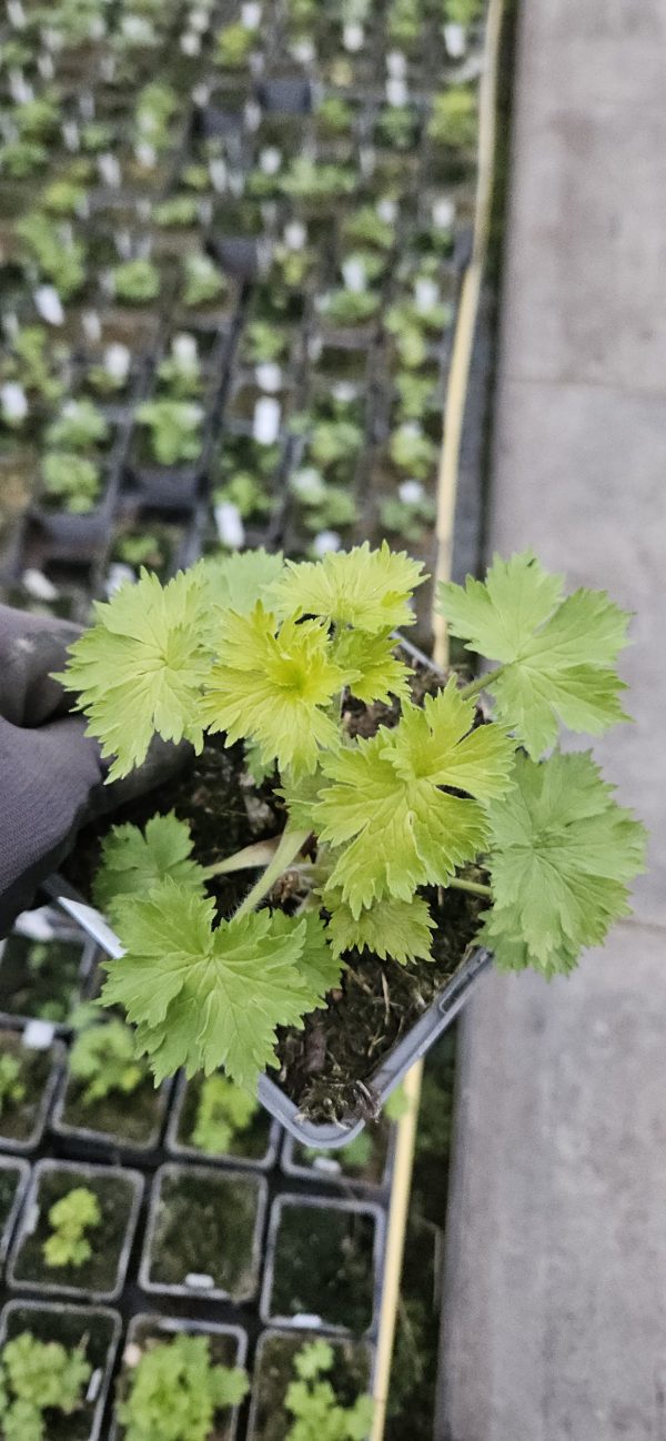 Delphinium 'Paramo Celeste'