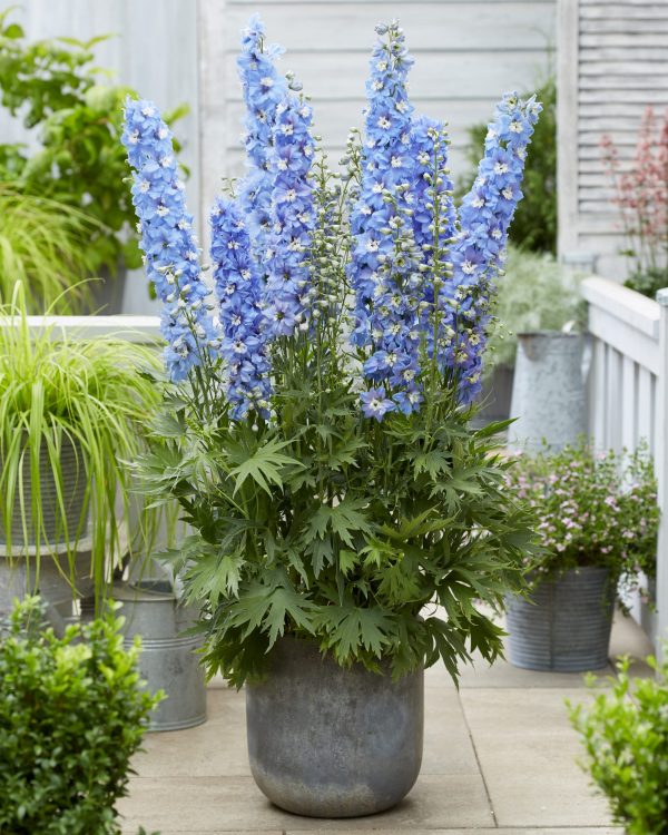 Delphinium 'Paramo Celeste'