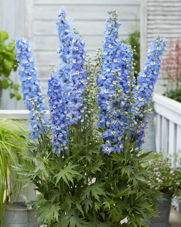Delphinium 'Paramo Celeste'