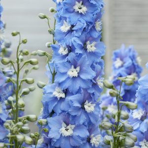 Delphinium 'Paramo Celeste'