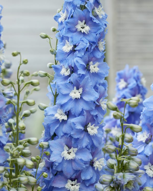 Delphinium 'Paramo Celeste'