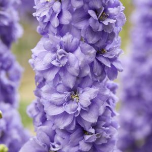 Delphinium 'Paramo Lavanda'