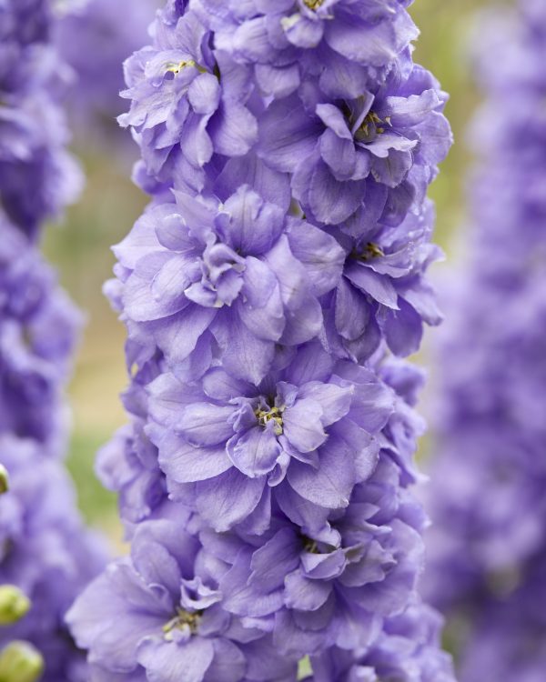 Delphinium Paramo Lavanda Delphinium 'Paramo Lavanda'