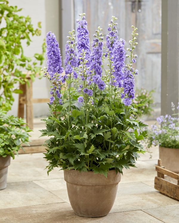 Delphinium Paramo Lavanda Delphinium 'Paramo Lavanda'