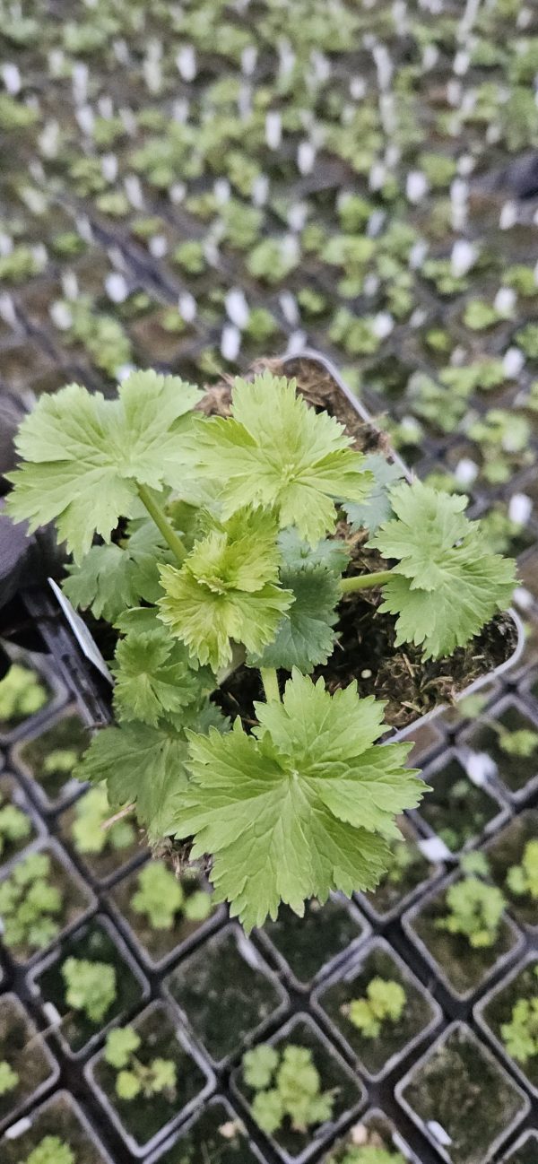 Delphinium 'Paramo Lavanda' 4 Delphinium 'Paramo Lavanda'