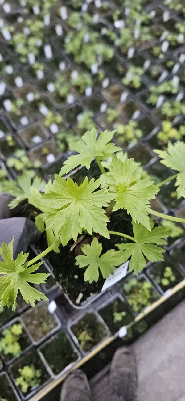 Delphinium 'Paramo Rosa' Delphinium 'Paramo Rosa'