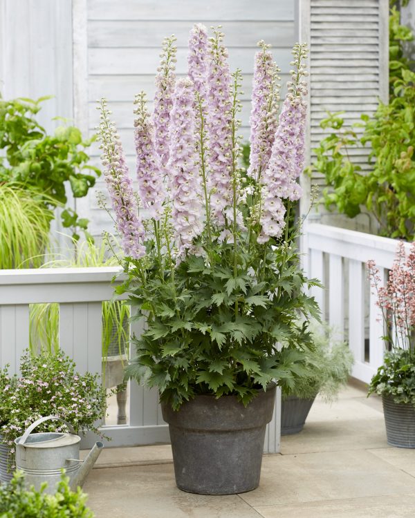 Delphinium Paramo Rosa Delphinium 'Paramo Rosa'