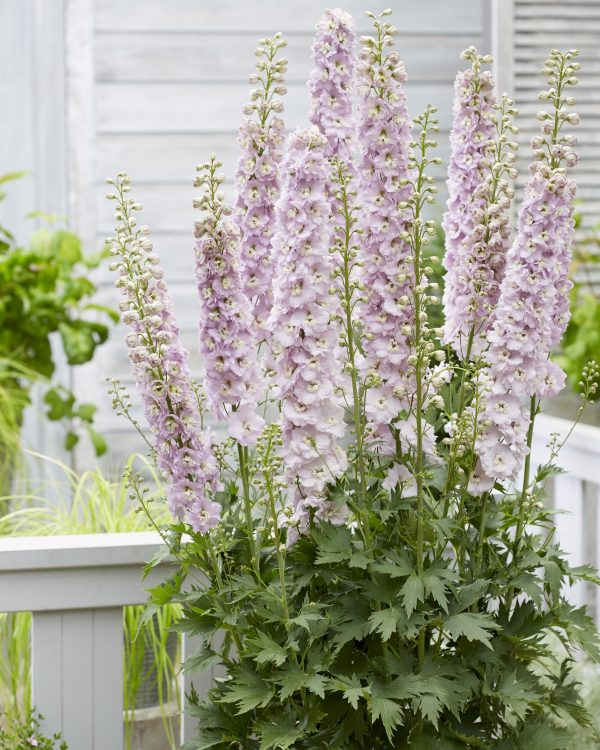 Delphinium Paramo Rosa Delphinium 'Paramo Rosa'