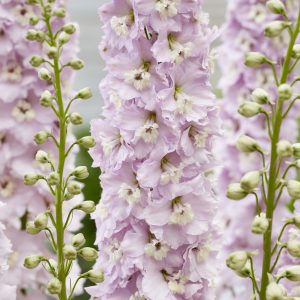 Delphinium 'Paramo Rosa'