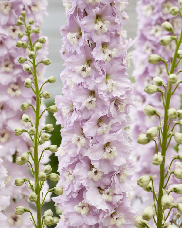Delphinium Paramo Rosa Delphinium 'Paramo Rosa'
