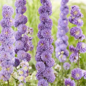 Delphinium 'Purple Surprise'