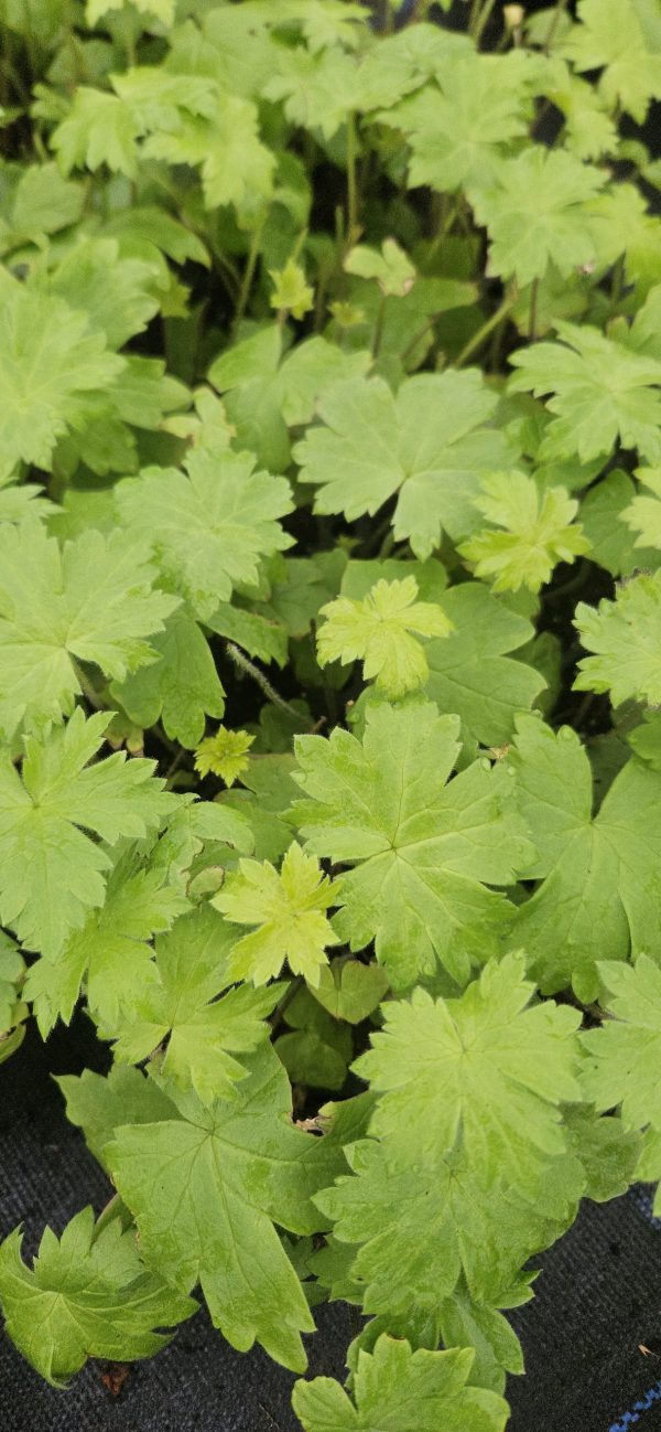 Delphinium 'Purple Surprise' (Highlander Series) Delphinium 'Purple Surprise'