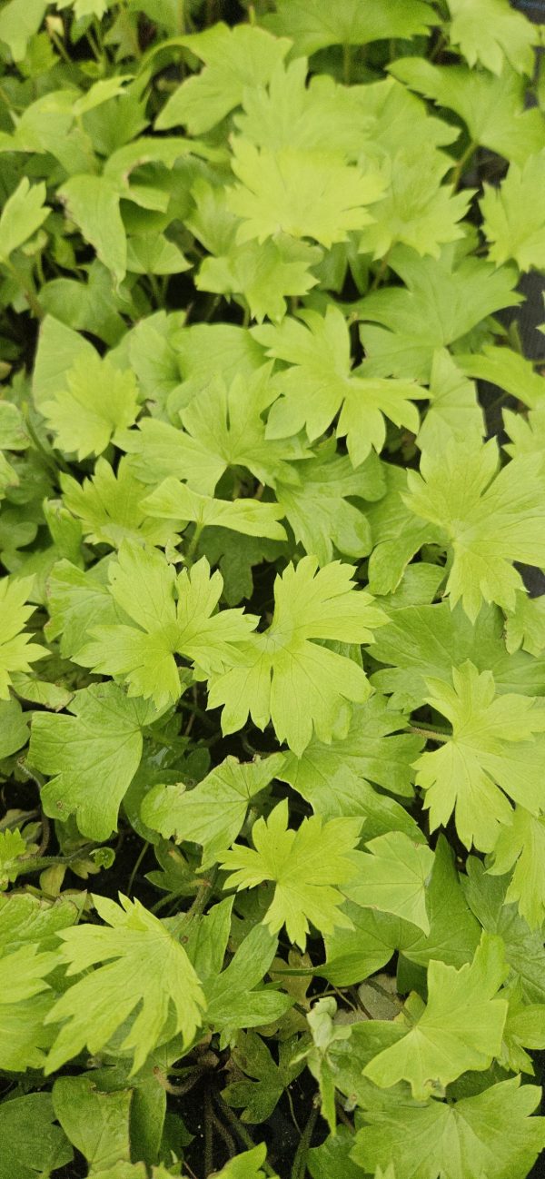 Delphinium 'Purple Surprise' (Highlander Series)2 Delphinium 'Purple Surprise'