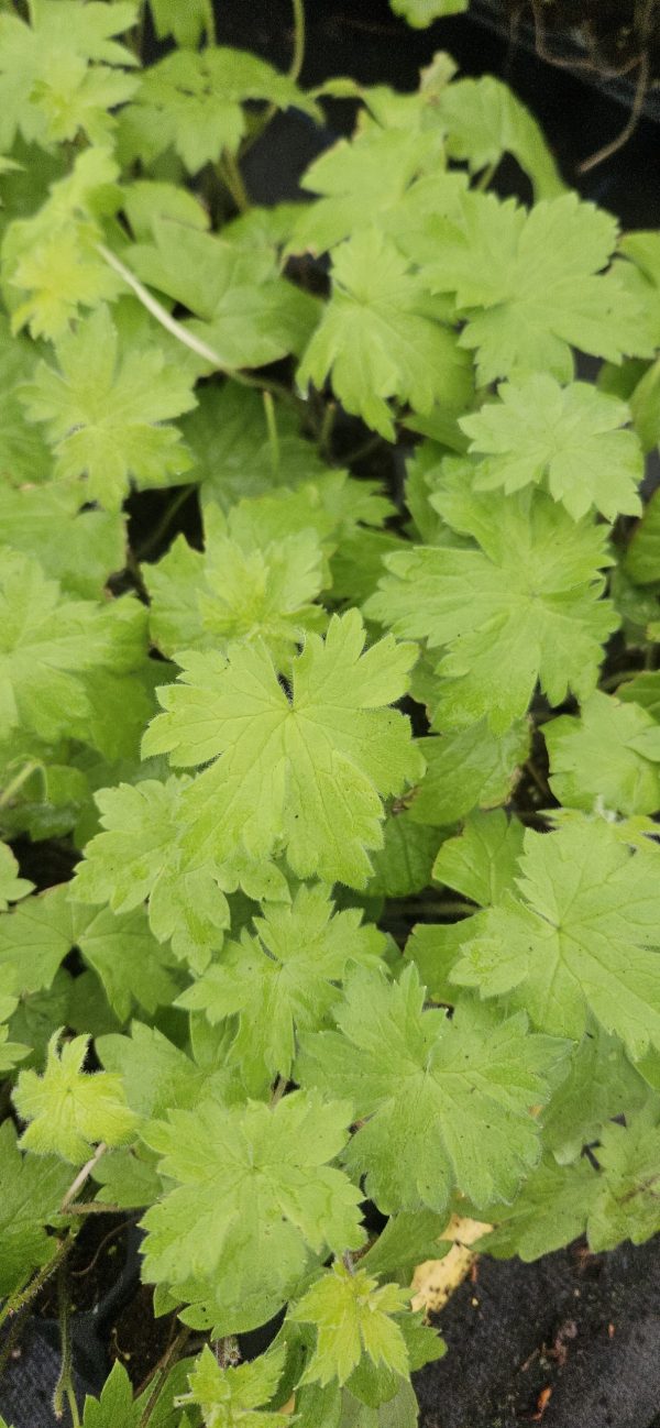 Delphinium 'Rainbow Sensation'