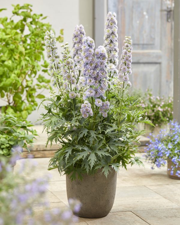 Delphinium 'Rainbow Sensation'