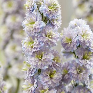 Delphinium 'Rainbow Sensation'