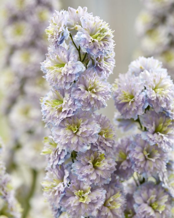 Delphinium 'Rainbow Sensation'