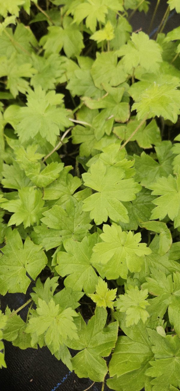 Delphinium 'Rainbow Sensation'