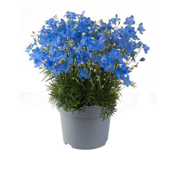 Delphinium grandiflorum 'Ocean Cheer Blue' Delphinium grandiflorum 'Ocean Cheer Blue'