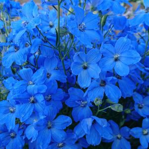 Delphinium grandiflorum 'Ocean Cheer Blue'