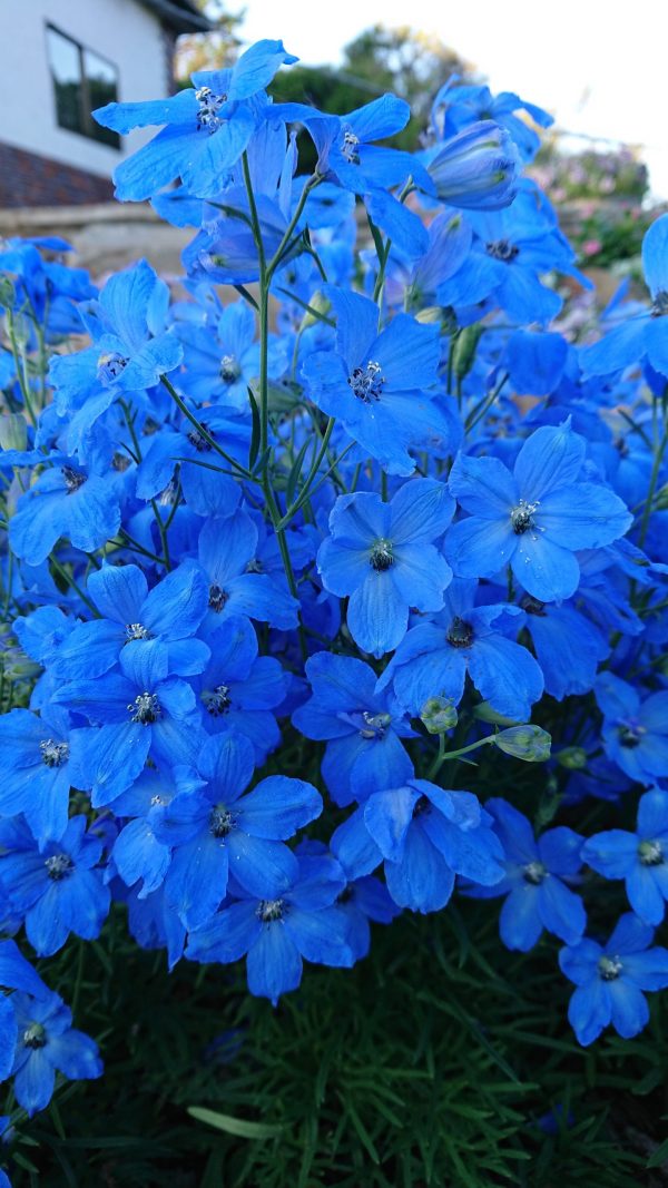 Delphinium grandiflorum 'Ocean Cheer Blue'2 Delphinium grandiflorum 'Ocean Cheer Blue'
