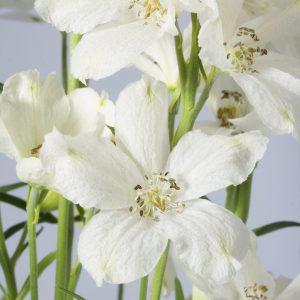 Delphinium grandiflorum 'Ocean White'