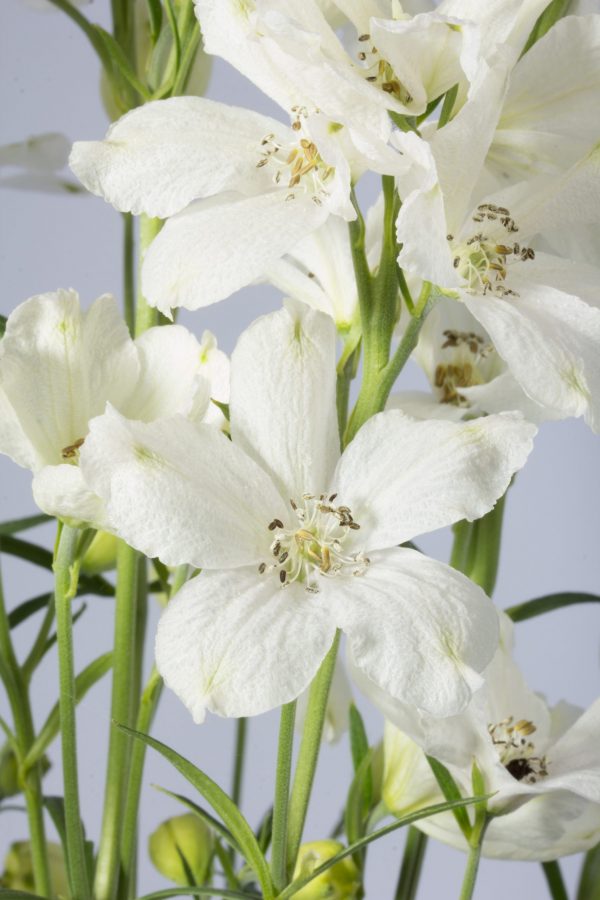 Delphinium grandiflorum 'Ocean White'