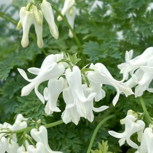 Dicentra 'Amore Titanium'