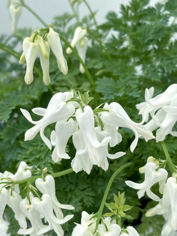 Dicentra 'Amore Titanium'