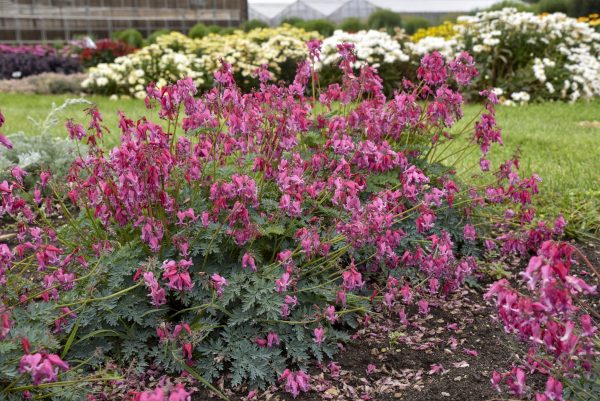 Dicentra formosa 'Passion Hearts'