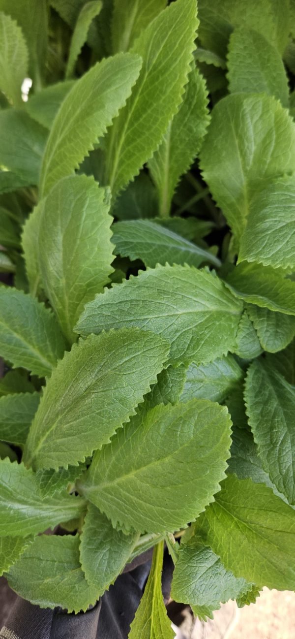 Digitalis purpurea 'Apple Blossom'
