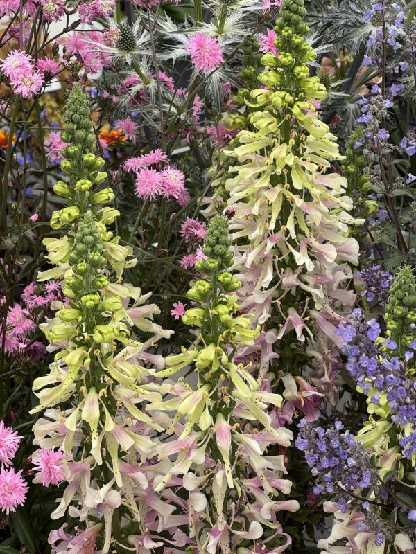 Digitalis purpurea 'Apple Blossom'