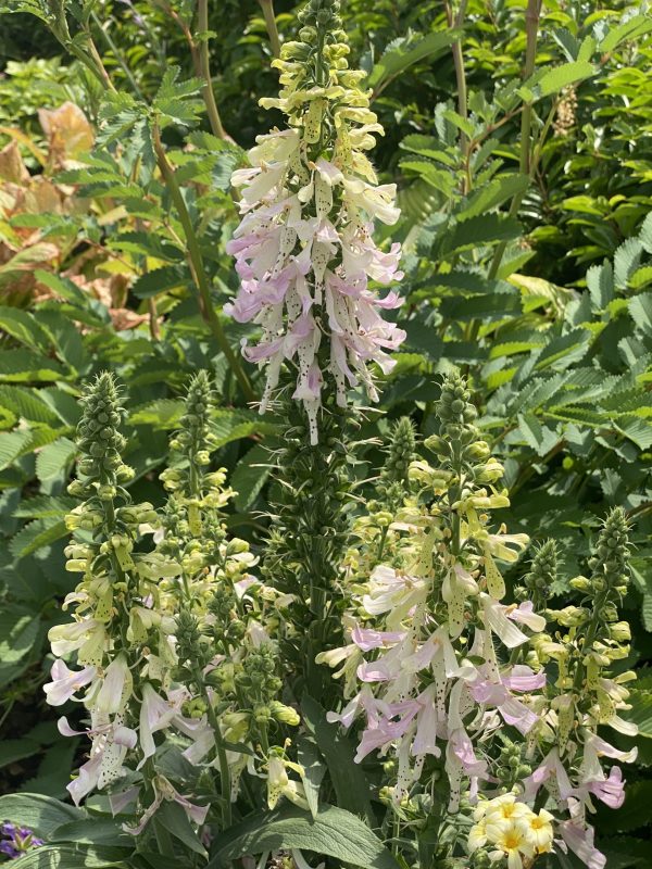 Digitalis purpurea 'Apple Blossom'