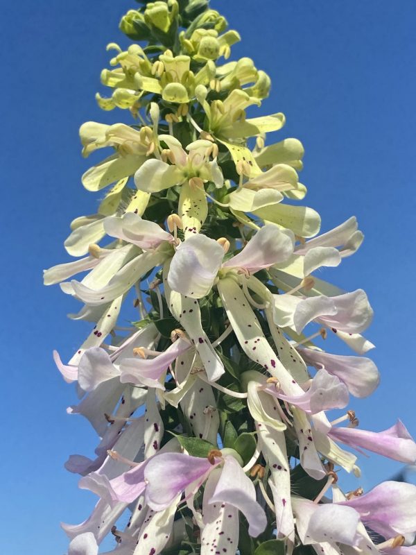 Digitalis purpurea 'Apple Blossom'
