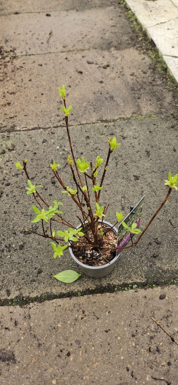 Enkianthus campanulatus 'Red Bells'