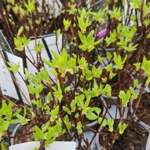 Enkianthus campanulatus 'Red Bells'