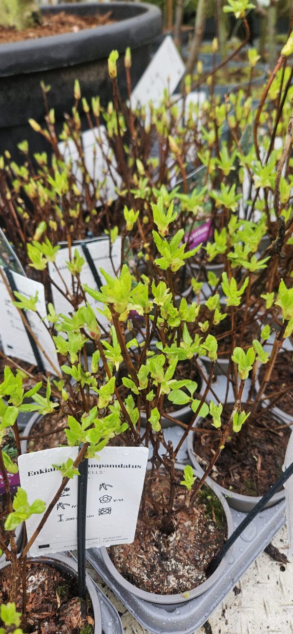Enkianthus campanulatus 'Red Bells'