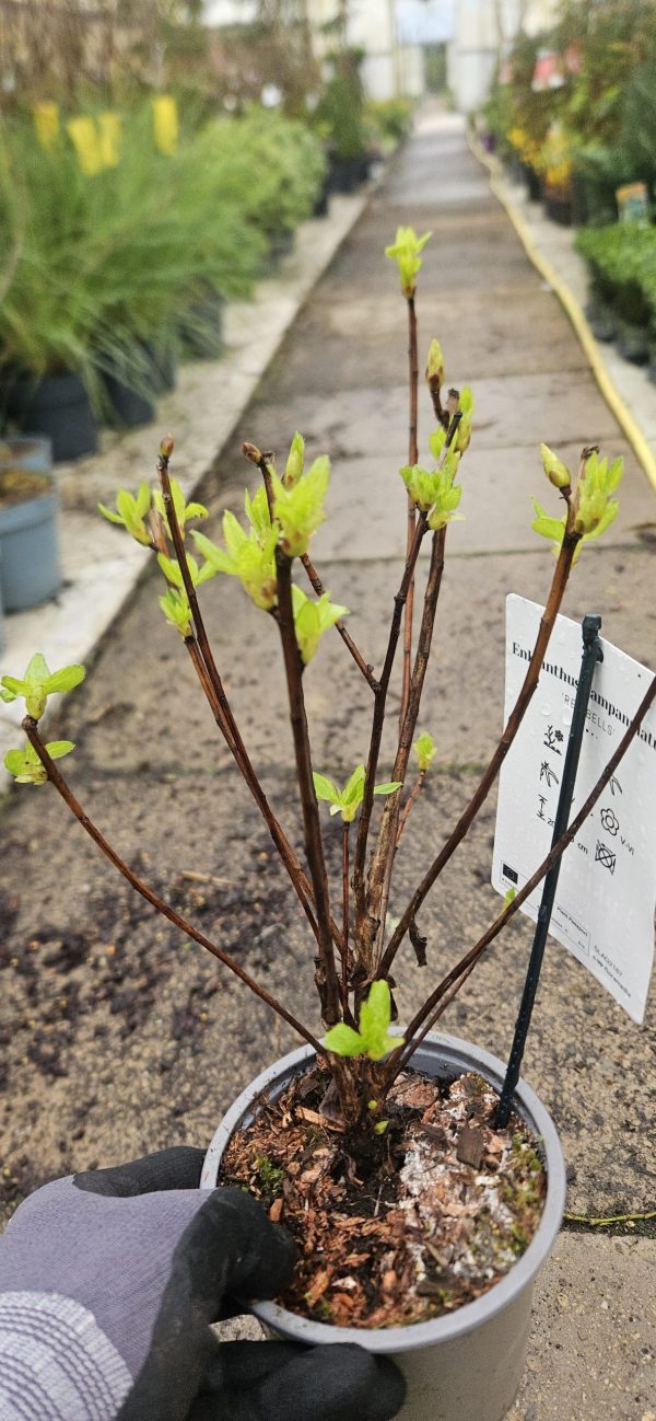 Enkianthus campanulatus 'Red Bells'