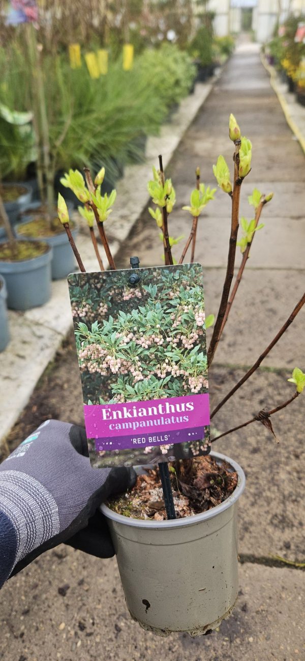 Enkianthus campanulatus 'Red Bells'