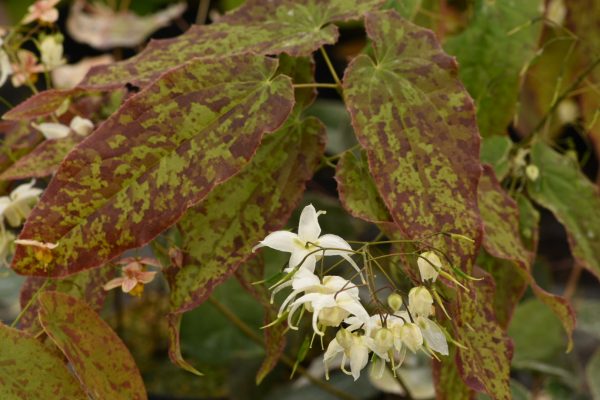 Epimedium 'Elenwe' Epimedium 'Elenwe'
