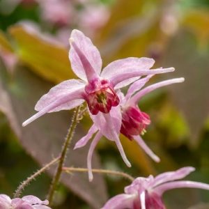 Epimedium 'Pink Elf'