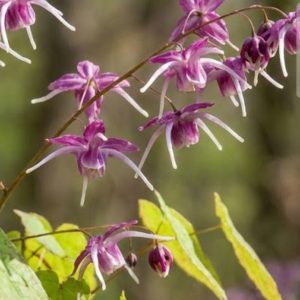 Epimedium 'Purple Pixie'